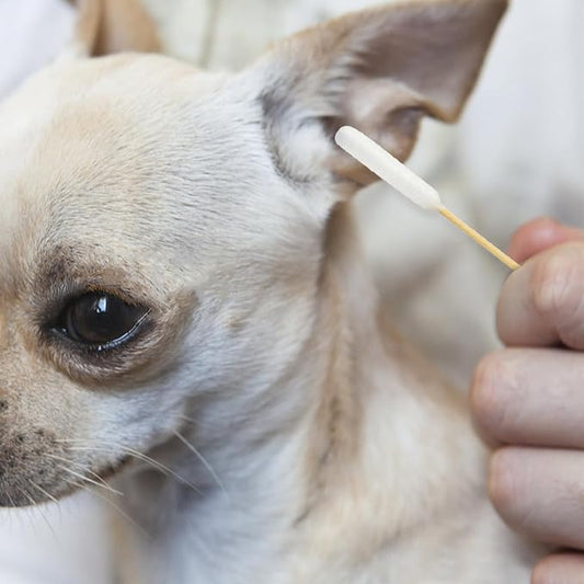 6-Inch Long Cotton Swabs for Pets - 200 Pcs Bamboo Cotton Swabs for Dog Ear Cleaning, Grooming, Wound Care, Craft Projects, and First Aid - Perfect for Pet Owners, Groomers, Vets, and General Users
