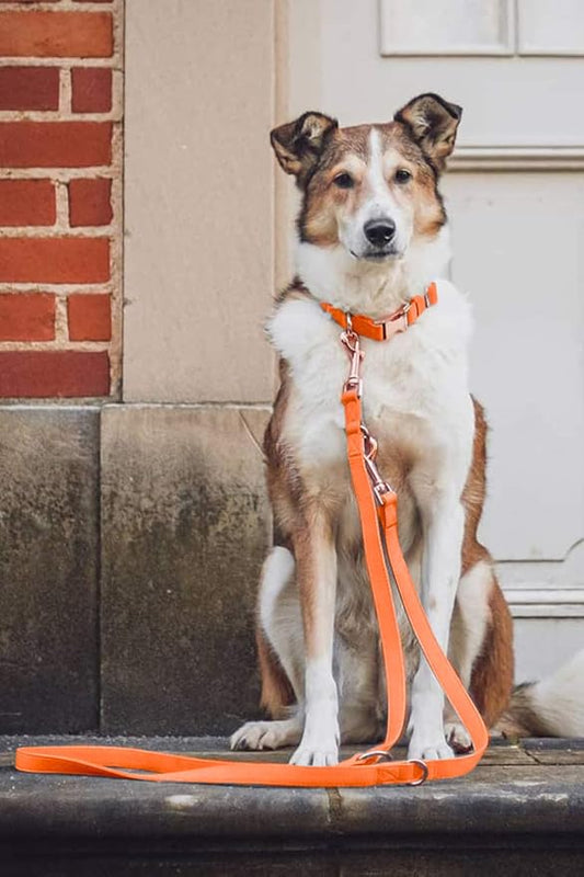 Soft Leather Dog Collar and Leash (6.6') Set - Stylish Rose Gold Heavy Duty Metal Buckle, 4 Adjustable Lengths Leash for Small Medium Large Dogs - Comfortable & Easy to Clean Orange M(13.8"-19.7")