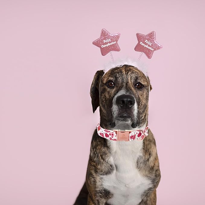Lionheart glory Valentine Collar, Cookie Hearts Dog Collar for Small Cute Dog Collars Spring Female Pet Gift Adjustable Heavy-Duty Dog Collar Holiday