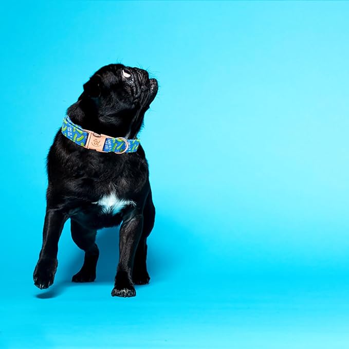 Elegant little tail Dog Collar, Blue Bear Pattern Pet Collar Durable Cute Dog Collars Male or Female Pet Gift Adjustable Dog Collar for Small Dogs