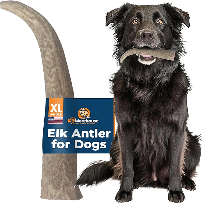K9warehouse Natural Elk Antlers for Dogs - Premium Grade Dog Antler Chews - Long-Lasting Whole Deer Antles Ideal for Aggressive Chewers - Safe USA Sourced Chew for Medium and Large Dogs - 1 Pack