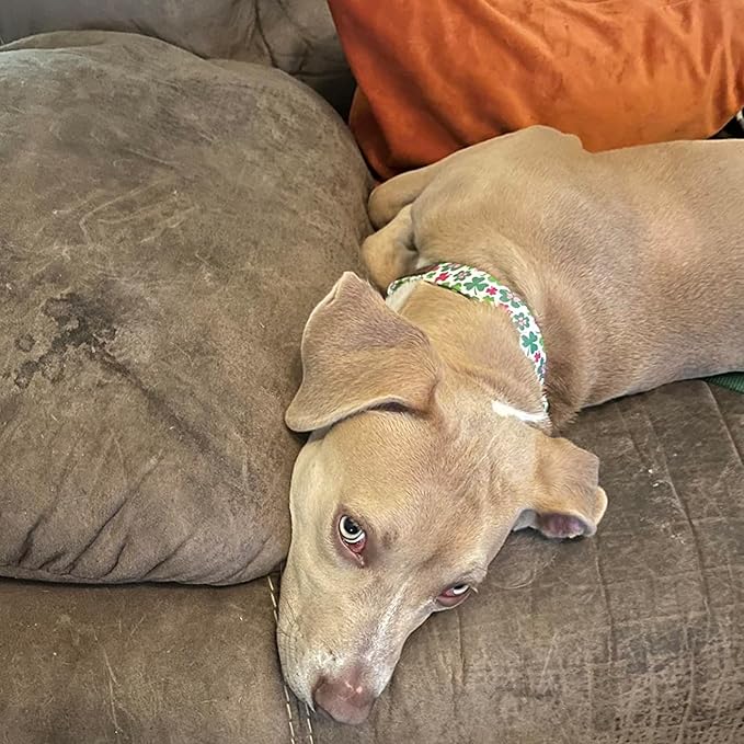 Elegant little tail St Patrick's Dog Collar, Green Clover Pet Collar Cotton Soft Holiday Pet Collar Cute Puppy Collar Adjustable Pet Collars for Large Dogs
