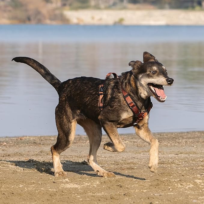 PawsPassion Dog Harness for X-Large Dogs, No Pull Dog Harness Easy Walk with Metal Hardware, Ergonomic Y-Shaped Design, Soft Padding, Padded Handle, Durable High-Tensile Nylon (Canyon Red, XL)