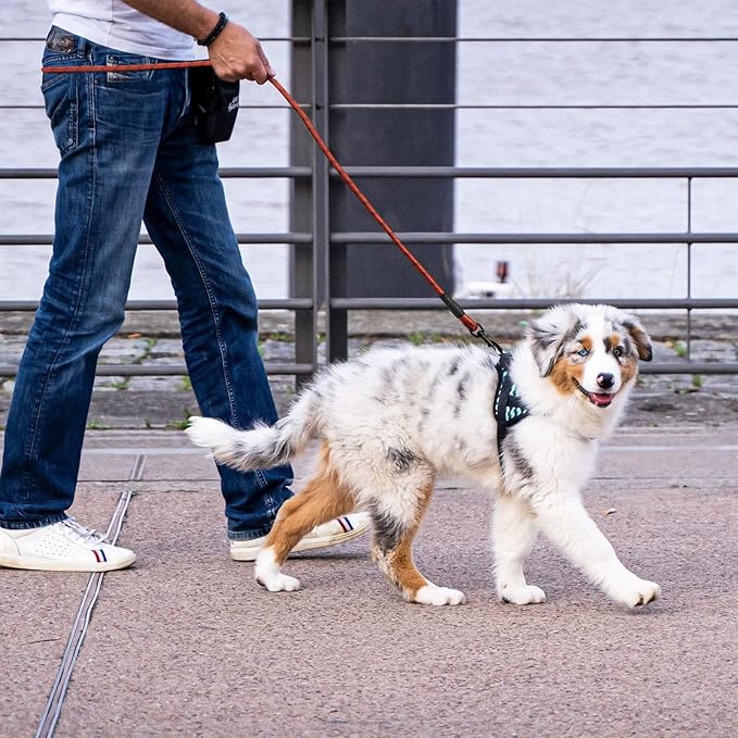 Panykoo 5/6 FT Strong Pet Dog Leash with Soft Padded Handle,Highly Reflective Rope for Night Walking,360-Degree Rotating Metal Buckle Without Tangles,Suitable for Small,Medium and Large Dogs.(5ft)