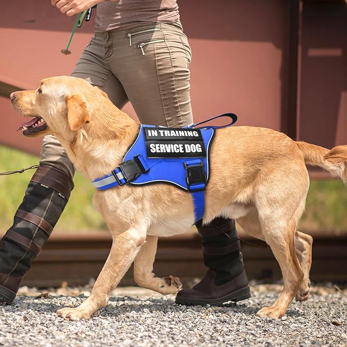 Service Dog Vest Harness and Leash Set+10 Patches,No Pull&Easy Walk Reflective Dog Harness with Soft Padded Handle for Training/Everyday,Fit Small/Medium/Large/Extra-Large Dogs (Blue XL)