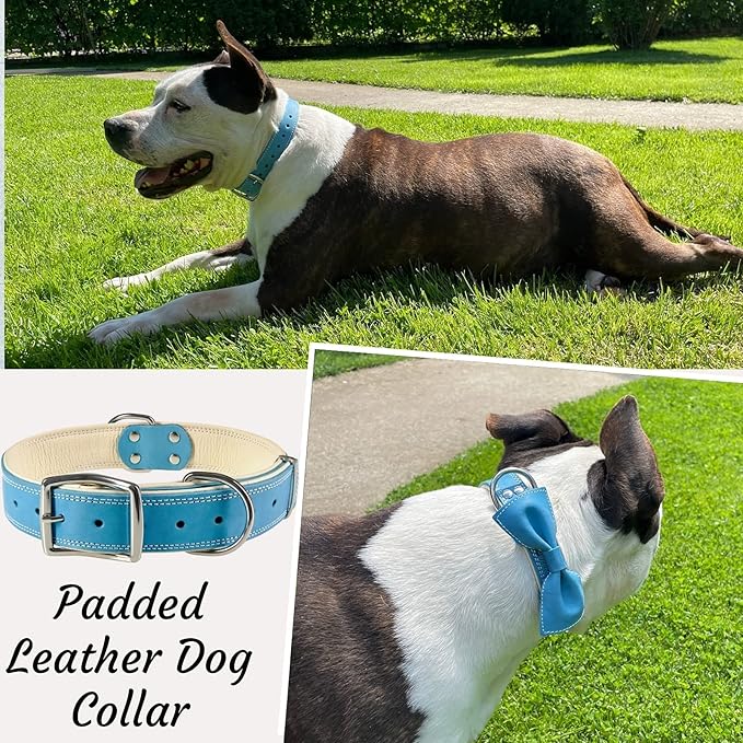 ADITYNA Heavy-Duty Blue Leather Dog Collar for Extra-Large Dogs - Soft Padded for Comfort - XL Dog Collar for Walking, Training, and Hiking