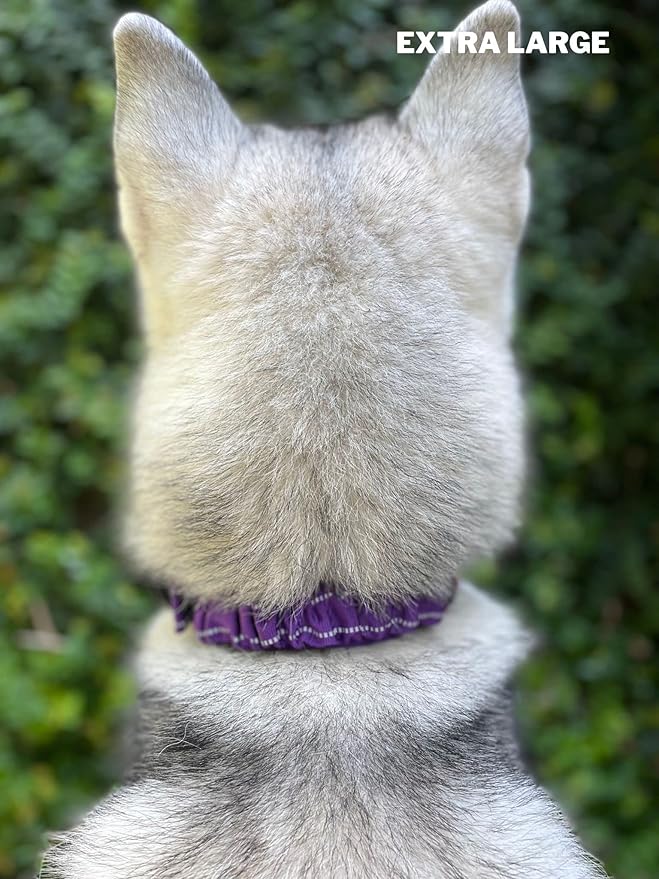 Heavy Duty Dog Collar with Handle | Ballistic Nylon Heavy Duty Collar | Padded Reflective Dog Collar with Adjustable Stainless Steel Hardware | Convenient Sizing for All Breeds X-Large (19-23" Neck)