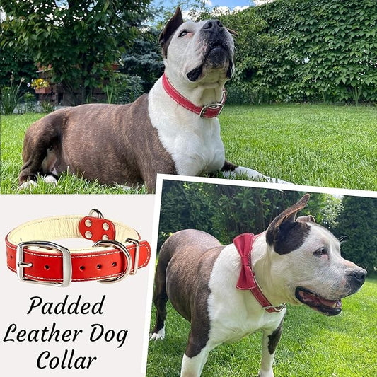 ADITYNA Heavy-Duty Leather Dog Collar for Medium Dogs - Soft Padded for Comfort - Red Dog Collar for Walking, Training, and Hiking