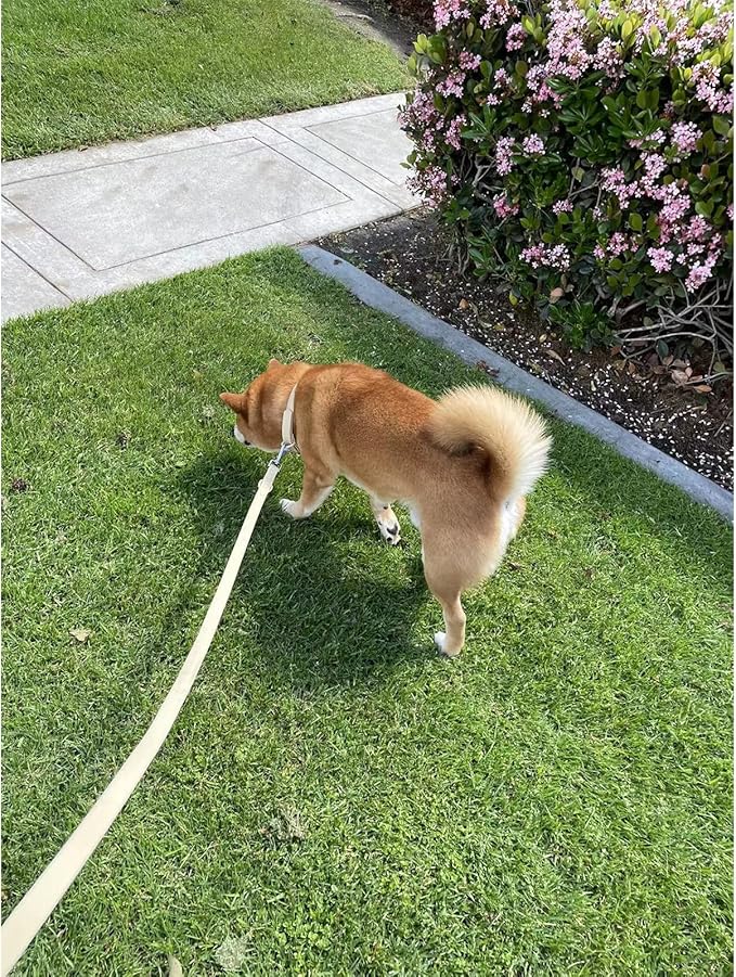 ZALER Waterproof Dog Collar, Adjustable Odor Proof Dog Collars Easy to Clean, Soft Comfortable Pet Collars for Large, Medium Small Dogs (Lilac Purple, XS(Length:7.5''-10''; Width:0.5''))