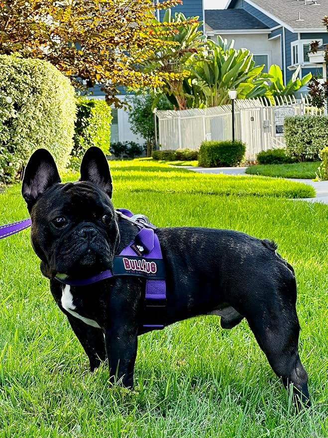 BULLHUG Adjustable Dog Harness– No Pull, No Choke – for English Bulldogs, French Bulldogs, Pugs & Broad-Chested Breeds – Easy, Safe Walks (Violet, Small)