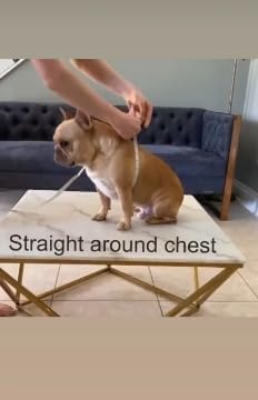 BULLHUG Adjustable Dog Harness– No Pull, No Choke – for English Bulldogs, French Bulldogs, Pugs & Broad-Chested Breeds – Easy, Safe Walks (Taco, Small)