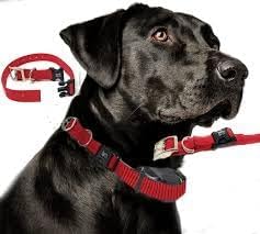 Sparky Pet Co - ECollar Replacement Strap - Easy Release Double Buckle Dog Collar - Rugged Nylon - Adjustable - D Ring - Quick Release Metal Clasp - for Invisible Fence Systems - 3/4" x 24" - Lavender