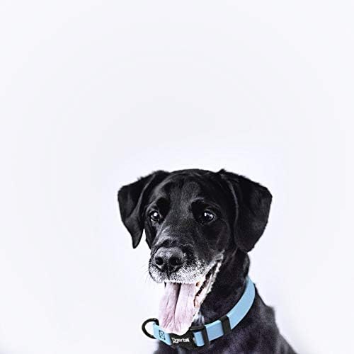 Tiger Tail Small Sky Blue Dog Collar | Waterproof and Odor-Proof for Active Pets | Durable, Anti-Mat, and Lightweight Design | Made with Premium Coated Nylon | Suitable for Small Breed Dogs