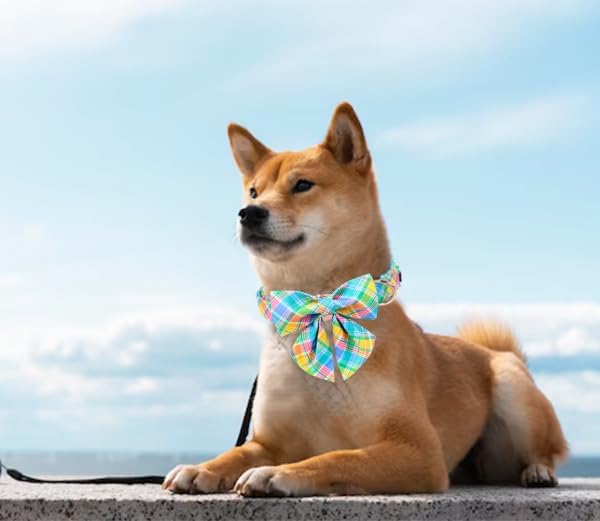 Unique style paws Easter Dog Collar with Bow Easter Eggs Chicken Collar with Flower for Small Medium Large Boys Girls Dogs