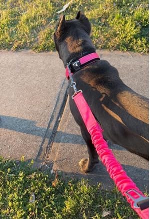 Heavy Duty Bungee Dog Leash - Shock Absorbing, Seat Belt Clip, Quick Release Frog Clasp, Double Padded Handles, for Large and Medium Dogs, Durable for Training, Walking, Car Safety, Outdoor Adventure