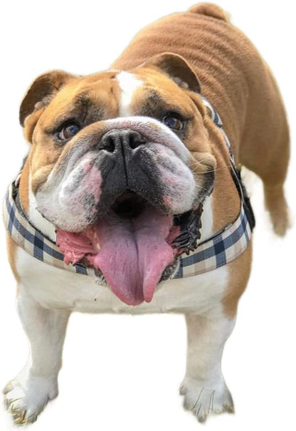 BULLHUG Adjustable Dog Harness– No Pull, No Choke – for English Bulldogs, French Bulldogs, Pugs & Broad-Chested Breeds – Easy, Safe Walks (Blue TAN Plaid, Small)