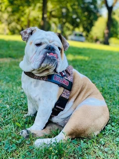BULLHUG Adjustable Dog Harness– No Pull, No Choke – for English Bulldogs, French Bulldogs, Pugs & Broad-Chested Breeds – Easy, Safe Walks (Fiesta, XL)