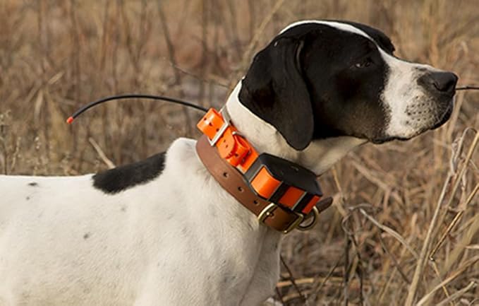 Sparky Pet Co - Zeus ECollar Replacement Strap - Bungee Loop Dog Collar - Waterproof Biothane - Adjustable - Double Buckle - Quick Snap Metal Clasp - for Invisible Fence Systems - 3/4" x 28" Black