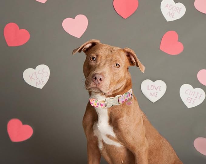 Lionet Paws Valentine's Dog Collar- Cute Pink Sweet Heart Dog Collars with Plastic Buckle, Light Adjustable Dog Collars for Medium Large Dogs