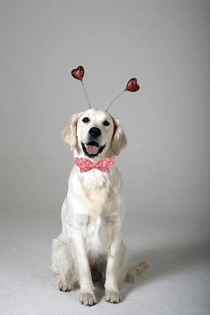 Lionet Paws Valentines Dog Collar Bowtie, Dog Bowtie Collar with Metal Buckle for Dogs, Adjustable Comfortable Dogs Collars Girl Boy, L, Neck 16-24 in