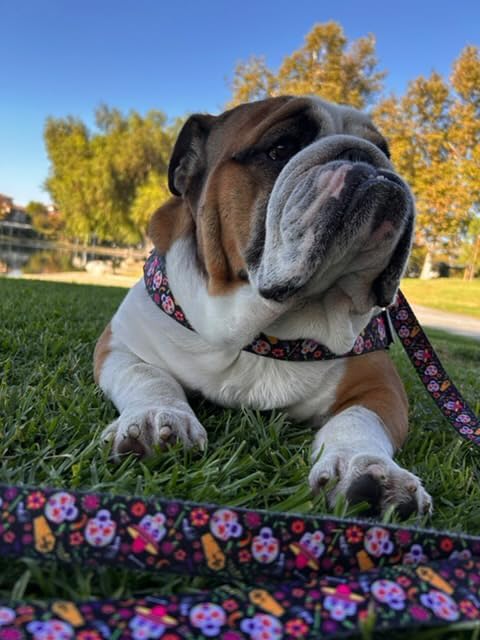 BULLHUG 6 FT Bulldog Leash with Padded Handle. Perfect for Bulldogs, French Bulldogs, Pugs & All Breeds. Leashes for Walking, Training Lead for Bulldogs (Reflective Stitching, Purple)