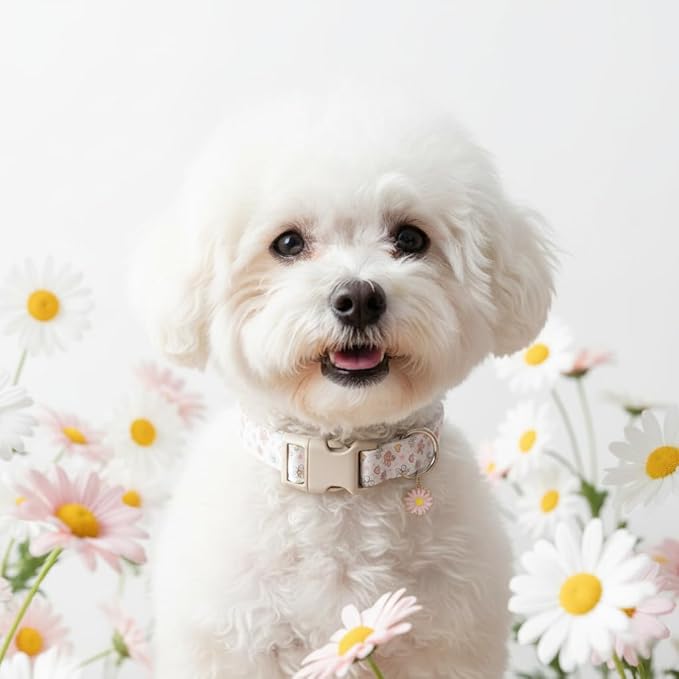 Dog Collar, Floral Dog Collar with Flower Daisy Pattern, Spring Summer Design for Small Medium Dogs, S