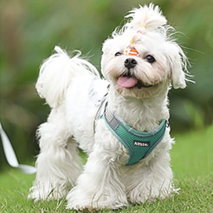 AIITLE Comfortable Dog Harness and Leash Set for Walking - Step in Vest Harness,Reflective Bands, Adjustable No Pull Puppy Essentials, for Small Dogs and House Cats Turquoise XS