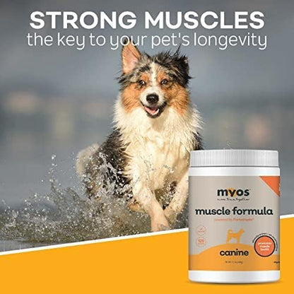 MYOS Canine Muscle Formula - All-Natural Muscle Building Supplement - Helps Reduce Muscle Loss in Dogs Due to Normal Aging and Improves Recovery from Injury or Surgery