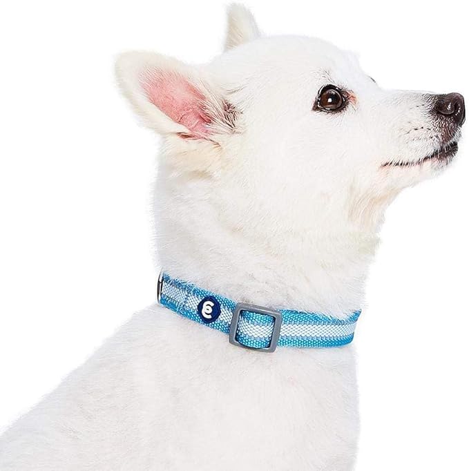 Blueberry Pet Essentials Matching Small Dog Collar | Adjustable Classic Solid Color Nylon Dog Collars for Small Dogs | Reflective Sky Blue Dog Collar for Small Dogs
