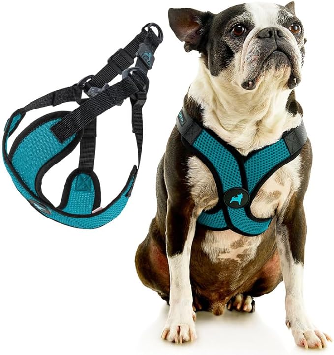 Gooby Comfort X Step in Lite Dog Harness - Choke Free, Escape Free with Light Breathable Mesh - Step in Dog Harness for Small Dogs Only - Quick Release Buckle, Metal D-Rings - Turquoise, X-Large