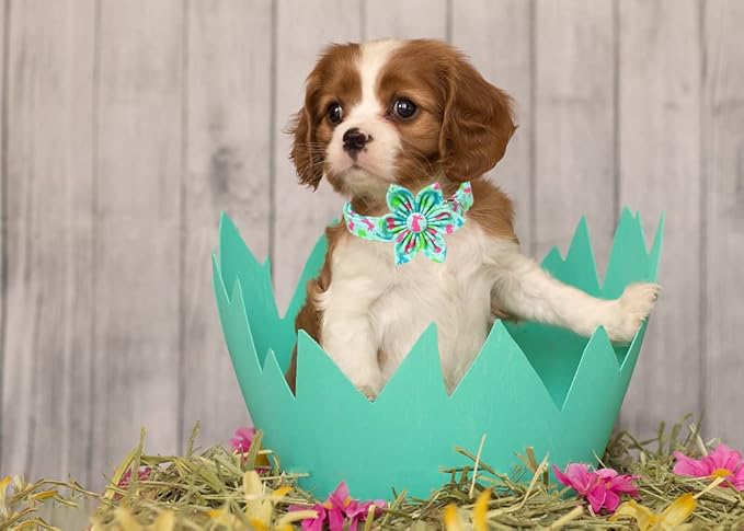 Lionet Paws Easter Dog Collar with Flower, Bunny Egg Flower Collar with Metal Buckle for Dogs, Adjustable Comfortable Dog Collar Girl, M, Neck 13.5-22 in