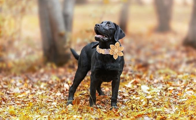 Lionet Paws Dog Collar with Flower, Soft and Comfortable, Adjustable Collar for Medium Dogs Girl, Neck 13.5-22 inches