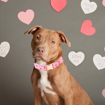 Lionheart glory Valentine Collar, Pink Hearts Dog Collars for Medium Cute Dog Collars Spring Female Pet Gift Adjustable Heavy-Duty Dog Collar Holiday