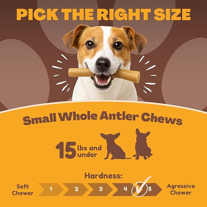 WhiteTail Naturals - Antlers for Extra Small Dogs (6 Pack) Deer Antler Dog Chew Bones for Extra Small Aggressive Chewers - Long Lasting Horn Chew Toys - Naturally Shed