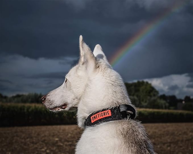 OneTigris Tough Dog Collars, Tactical Dog Collar with Handle, Milltary Adjustable Dog Collar with Heavy Duty Metal Buckle for Training (Black, S)