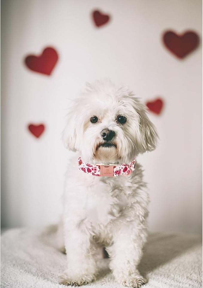 Lionheart glory Valentine Collar, Cookie Hearts Dog Collar for Medium Cute Dog Collars Spring Female Pet Gift Adjustable Heavy-Duty Dog Collar Holiday