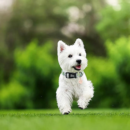 Dog Collar-Cute Dill Print Adjustable Pet Collars Comfortable Spring Summer Cotton Puppy Collar Durable Gift for Medium Dogs