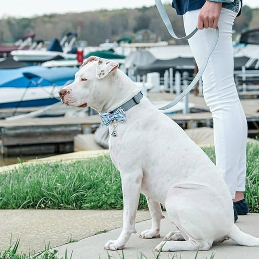 Blueberry Pet Essentials Flint Gray Dog Leash for X-Small -5' * 3/8" Dogs | Heavy Duty Nylon Lead | Lightweight Puppy & Cat Leash for Walking & Training