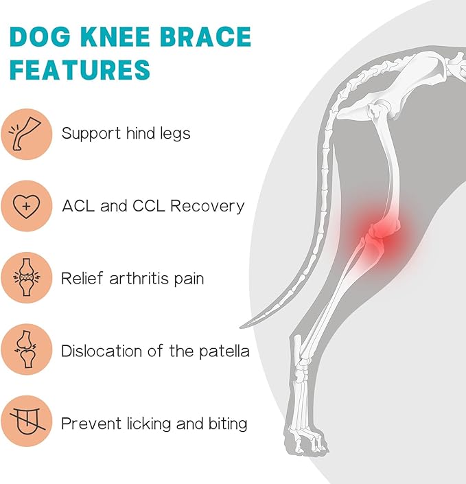 Dog Knee Brace for Torn ACL Hind Leg–Adjustable Support Dog Leg Brace for Back Leg with 2 Stabilizers, Hip Support to Reduces Pain Luxating Patella , Ligament Injuries, CCL (Blue, Left Leg, 2XL)
