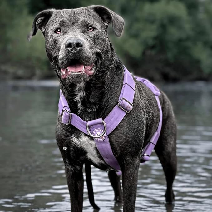 Spark Paws No Pull Dog Harness for Large Dogs, Heavy Duty Dog Harness for Big Strong Breeds, Adjustable, Y Shaped Padded Halter Design with Front Clip - Purple - Medium