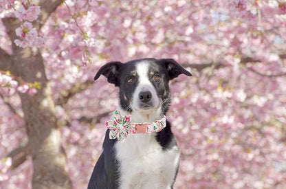 Lionet Paws Dog Collar with Flower, Soft and Comfortable, Adjustable Collar for Small Dogs Girl, Neck 10-16 inches