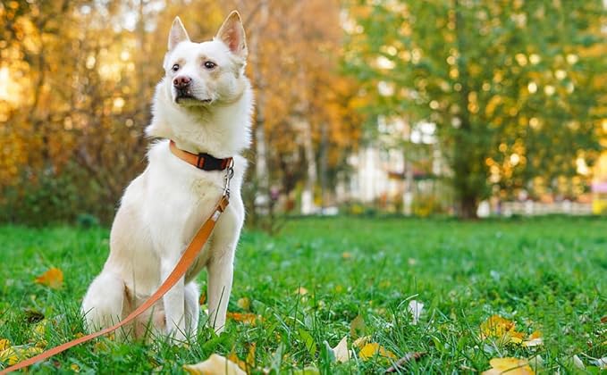 Basic Dog Leashes 6 FT Padded Handle Nylon Dogs Leashes for Large Dogs Orange
