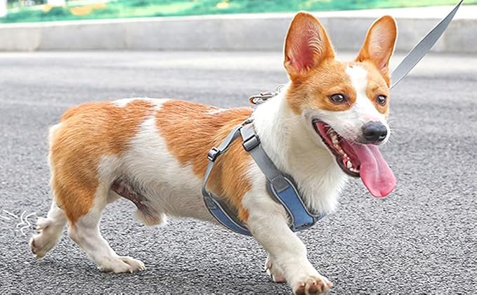 Small Dog Harness and Leash Set,No Pull Adjustable Step in Soft Mesh Vest Harness,Easy Walk Reflective Pet Harness with Padded Handle for Walking Training Small Medium Large Dogs and Cats (Blue, S)