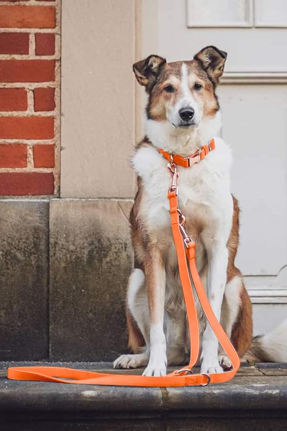 Soft Leather Dog Collar and Leash (6.6') Set - Stylish Rose Gold Heavy Duty Metal Buckle, 4 Adjustable Lengths Leash for Small Medium Large Dogs - Comfortable & Easy to Clean Orange M(13.8"-19.7")