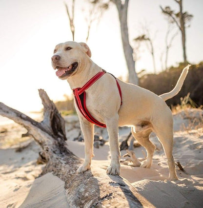 EzyDog Chest Plate No Pull Dog Harness – Escape Proof Harness with Reflective Stitching and Comfort Padding for Easy Walks, Training & Control - Car Restraint Included (Small, Gray)