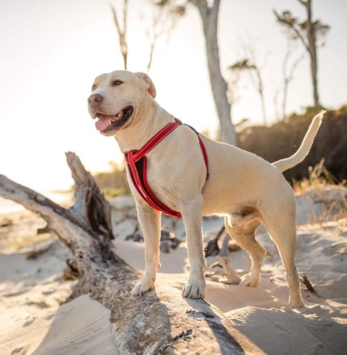 EzyDog Chest Plate No Pull Dog Harness – Escape Proof Harness with Reflective Stitching and Comfort Padding for Easy Walks, Training & Control - Car Restraint Included (Large, Gray)