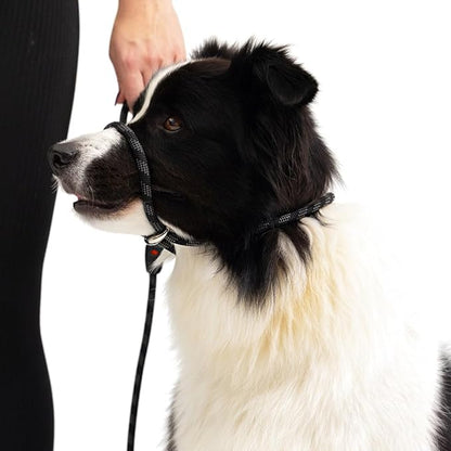 EzyDog Luca Slip Lead Dual Function Premium Heavy Duty Rope Leash for Dogs That Pull Slip Leash & Gentle Lead Head Halter, for Medium and Large Dogs (5.5ft x .33', Orange)