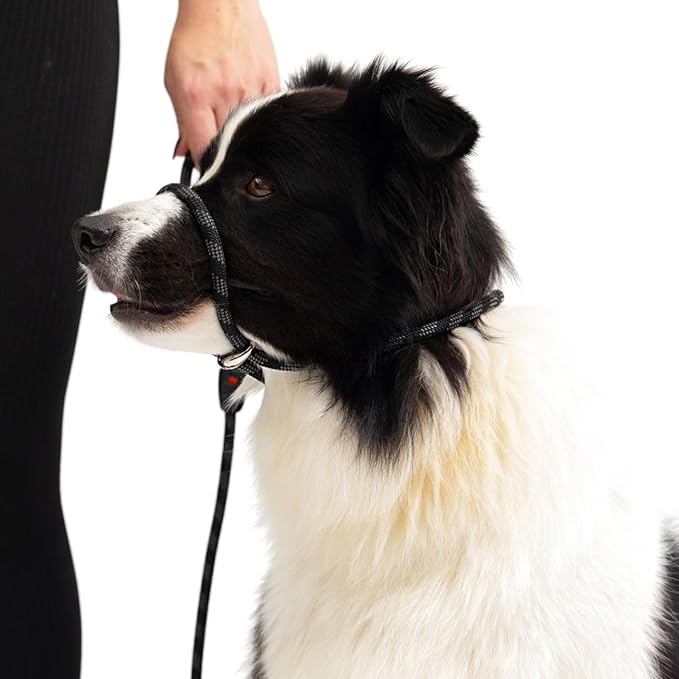 EzyDog Luca Slip Lead Dual Function Heavy Duty Rope Leash for Dogs That Pull Slip Leash & Gentle Lead Head Halter, Small (5.5ft x .23', Purple)