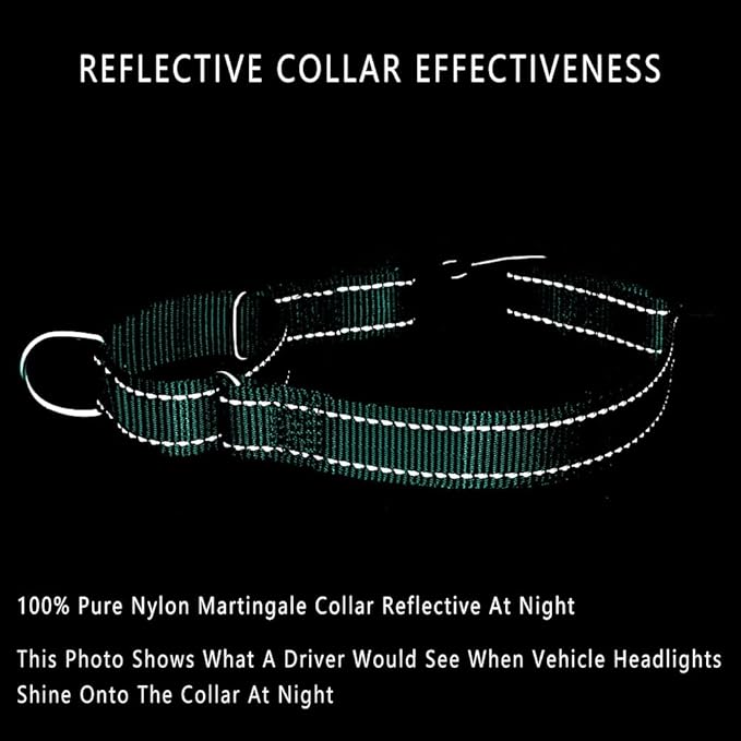 Plutus Pet Reflective Martingale Collar with Buckle - Durable and Adjustable Training Collar for No Pulling, Dog Choker Collar for Small Medium Large Dogs, Teal, M