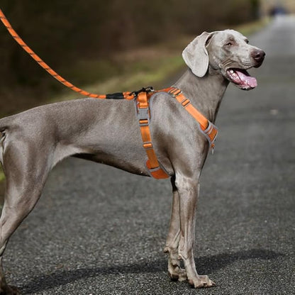 Paawpal Adjustable Dog Harness - No Pull, Reflective, Soft Padded for Small, Medium, Large Dogs - Includes Leash Orange XL